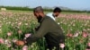 په راپور کې راغلي چې په افغانستان کې په ۲۰۲۰ز کال کې ۸۵ فیصده کوکنار پیدا کړي دي. پخوانی انځور