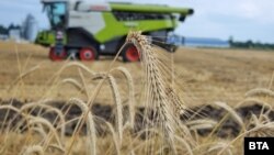 Harvest grain wheat combine