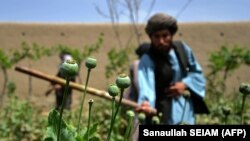 د طالبانو حکومت په ځينو سيمو کې د کوکنارو کښت وهلی دی. پخوانی انځور