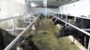 Armenia -- A cattle farm.