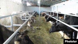 Armenia -- A cattle farm.