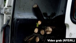 Illegálisan kivágott fák rönkjei (a kép illusztráció)