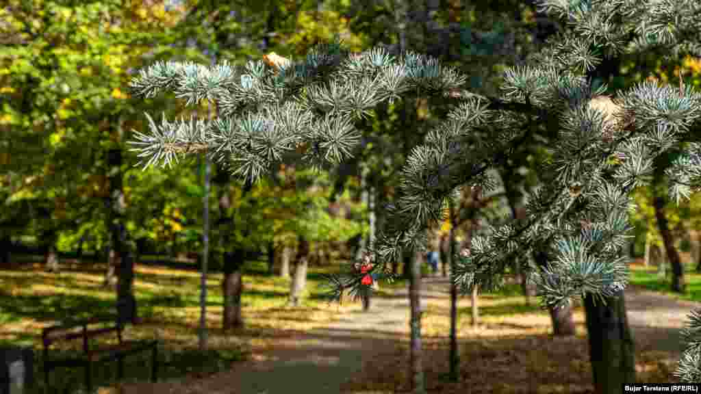 Një pemë halore e bën më të veçantë pamjen e gjethnajës në këtë park në vjeshtë. 