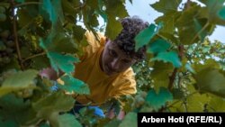 Takmičar tokom akcije berbe grožđa, dela aktivnosti "Hardh festa"