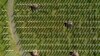 Srebrenitsanın daha 50 qurbanı dəfn olunub