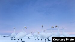 Фотография Стефано Унтертинера для National Geographic Magazine. Хоккайдо, Япония, январь 2010 года. Иллюстративное фото.