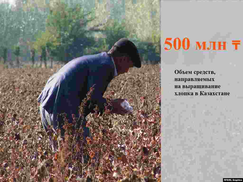 Фонд финансовой поддержки сельского хозяйства Казахстана (это дочерняя компания национального холдинга «КазАгро») сообщил о выделении 500 миллионов тенге сельхозтоваропроизводителям, выращивающим хлопчатник, на проведение весенне-полевых работ.