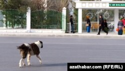 Türkmenistan (faýl suraty)