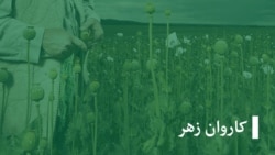  چرا حکومت طالبان در جلوگیری از کشت کوکنار با چالش روبرو است؟ 