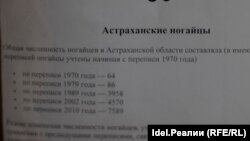 Әстерхан нугайлары