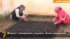 Жители сел Жартытобинского сельского округа в основном занимаются земледелием, выращивают в теплицах овощи. Живущий в селе Ынтымак Абдуманап Бахрам рассказывает, что случившиеся здесь в начале февраля беспорядки помешали посевной. Видео.