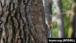 Під час інвентаризації планують отримати дані про площу лісів, реальні запаси деревини, обсяг приросту, санітарний стан, обсяг мертвої деревини, стан поновлення лісу