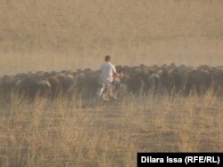 Ýowuz gurakçylyk sebäpli Gazagystanda hem Merkezi Aziýanyň beýleki ýurtlarynda mallaryň öri meýdany örän azaldy.