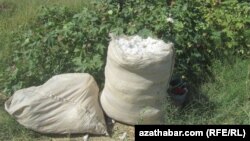 Turkmenistan. Bag of cotton