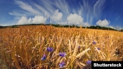 @shutterstock.com
