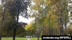 Бярозавая алея ў парку