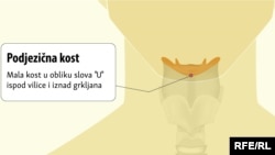 Grafička ilustracija podjezične kosti