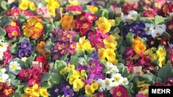 Թեհրանի ծաղկի շուկան Նովրուզի օրերին:
