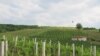 Timočka Krajina u istočnoj Srbija poznata po proizvodnji vina, vinogradi, septembar, 2010.