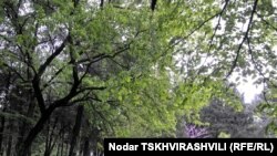 То, что Энукидзе считает амнистией, защитники природы называют индульгенцией