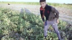 Жизнь по соседству с Талибан