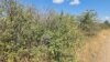 В Крыму небывалый неурожай дикорастущих плодовых деревьев – краевед