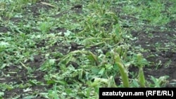 Կարկուտից տուժած ցանքսատարածություններ, արխիվ