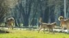Kosovo: Stray dogs in Prishtina