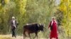 Баткендеги кино. "Кызыл өрүк" кыялын орундаткан элеттиктер