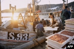 Pescari de creveți își descarcă capturile în Golful Disko, Groenlanda, în septembrie 1975.
