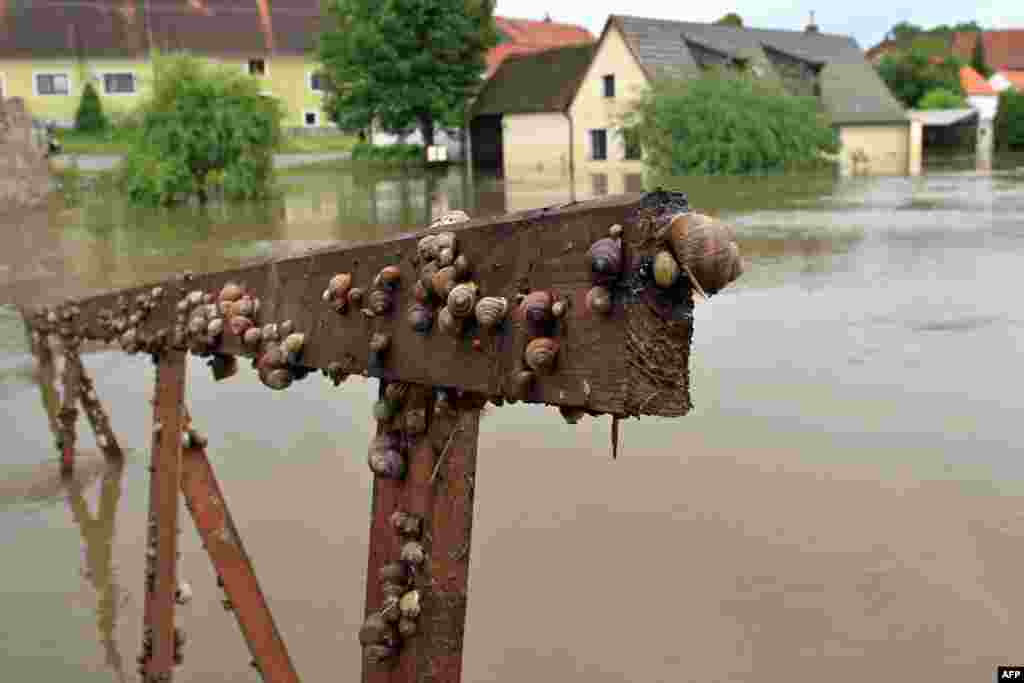 Češka - Putim, 4. juni 2013. Foto: AFP / Radek Mica 
