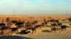 В Мары крупный рогатый скот поразило неизвестное заболевание
