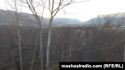 په بلوچستان کې وچکالۍ کرنې ته لوی تاوان رسولی