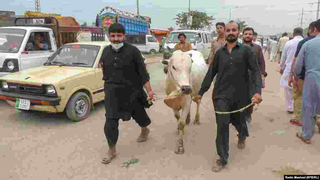 Dy burra shoqërojnë një lopë që pritet të theret për Bajram në Islamabad.