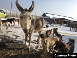 "Täze mümkinçilik" penahanasynyň itleri we şol Winter atly eşek